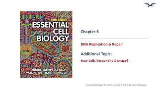 DNA Repair and Cell Response to Damage [upl. by Aitak]