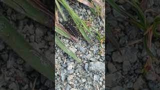 Glow Worm larva at Carlton Marshes Suffolk [upl. by Rebmyk]