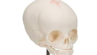 Understanding the Fetal Skull Anatomy for community midwifery [upl. by Attelra]