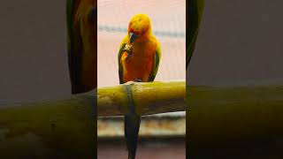 Sun Conures The Perfect Pet for Bird Lovers [upl. by Ssalguod]