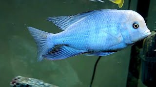 C MOORIIBLUE DOLPHINquot Dolph lundyquot CICHLID fish beautiful love africancichlids mattyfish33 [upl. by Anirtruc]