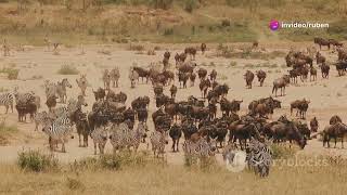 Explore the Great Wildebeest Migration 2024 with rubenfranke [upl. by Airym]