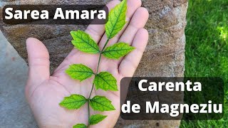 Ce este Sarea Epsom   Carenta de Magneziu  Fertilizant Sare amara [upl. by Navad]