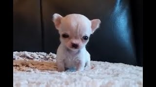 5 ounce Chihuahua  Tiniest Chihuahua  Hydrocephalus  another video in link [upl. by Sajet]