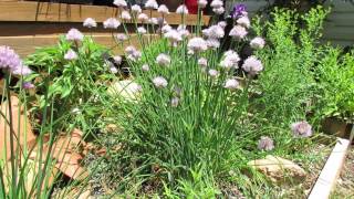 Before and After Chive Transplants and Mature Plants  The Rusted Garden 2013 [upl. by Koeninger]