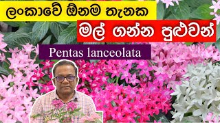 පාට වර්ග රැසකින් එන ගෙවත්ත හැඩ කරන මල්  Pentas lanceolata  Ceylon Agri  Episode 250 [upl. by Ennaylime]