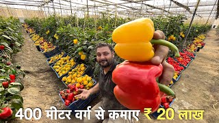 Profitable Capsicum farming in Poly house India  रंगीन शिमला मिर्च  Green house [upl. by Aerdua]