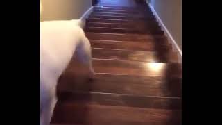 Walter Jumps Down Stairs FULL VIDEO ad [upl. by Navillus347]