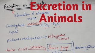 Excretion in Animals biology class 12 chapter 1 [upl. by Benson303]