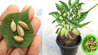 Tips for growing Cardamom from seeds how to grow elaichi [upl. by Adnilreb]