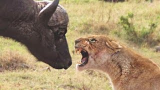 Lion vs Buffalo fight  Buffalo surviving [upl. by Sid]