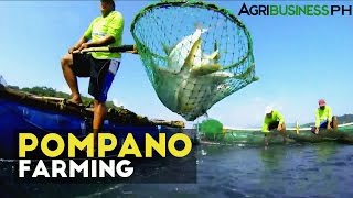 Pompano Farming  How to manage Pompano Aqua Farm  Agribusiness Philippines [upl. by Anuayek631]