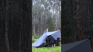 Solo Camping in Heavy Rain‼️  relaxing Camping shorts [upl. by Mini]