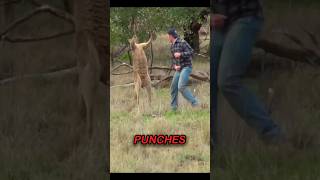 This man Saves his Dog from a Kangaroo [upl. by Burkle]