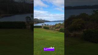 Amazing lavender farm Tasmania portarthur travel flower lavender travel purple family fun [upl. by Eusoj]