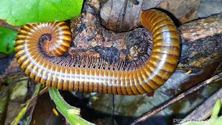 Seven Giant Millipedes In The Wild I Found In The Morning  Millipede Bugs  Long Worms [upl. by Paul147]