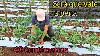 💲Tutoramento no tomate você vai ter uma grande Economia 🍅 [upl. by Caplan833]