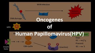 Oncogenes of HPV [upl. by Burley]