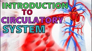 Introduction to the Circulatory System  Explained in 3 Minutes The Vascular System [upl. by Francis]