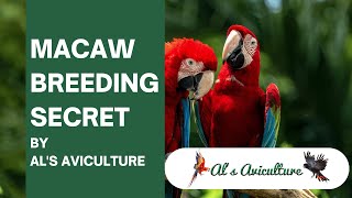 Macaw Breeding Secret by ALS AVICULTURE  Be an Expert of Macaw Breeding by our secret tips amp trick [upl. by Revned]