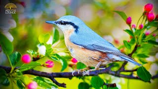 Entspannungsmusik amp Vogelgesang  FRÜHLING IM HERZ 🌸 Vogel Naturgeräusche und Gitarre [upl. by Erodeht805]