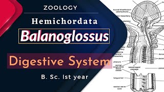 Balanoglossus  Digestive System  B Sc Ist year  Zoology [upl. by Wendye]