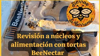 Revisión a núcleos y alimentación con tortas BeeNectar [upl. by Aramak493]