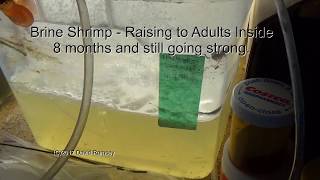 Huge Numbers of Adult Brine Shrimp Indoors 2017 08 18 [upl. by Ylremik]