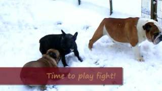 French Bulldogs amp English Bulldog Frolicking in the Snow [upl. by Tekcirk]