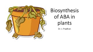 ABA biosynthesis in plants [upl. by Ayhdnas]