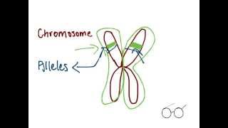 What are genes and chromosomes [upl. by Rouvin]