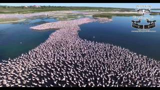 The flamingos of Kimberleys Kamfers Dam [upl. by Eetnahc]