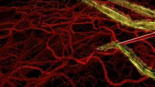 HHMI  Life Cycle of Malaria Parasite in Human Host [upl. by Claud]