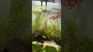 Releasing Cherry Shrimp Into My New Walstad Method Cherry Shrimp Breeding Tank aquarium [upl. by Truelove898]