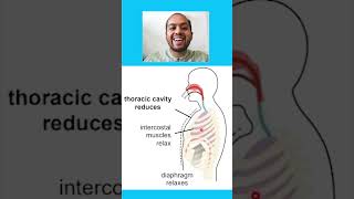 The Process Of Exhalation 6 Marks lifescience finalexamination grade11gaseousexchange [upl. by Yllaw]