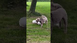 Playtime with Two Labradoodles 🐾❤️ [upl. by Meirrak174]