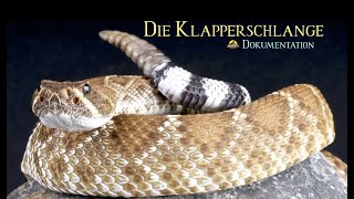 Die Klapperschlange  Eine Perfektion der Natur  Giftschlangen  SchlangenDoku [upl. by Einaj210]