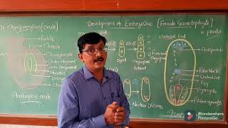 Embryosac  Development of Female Gametophyte in plants cl XII CBSE  IP amp NEET [upl. by Eanahs]