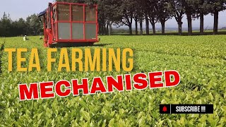 Mechanisation in Tea Farming [upl. by Aimerej]