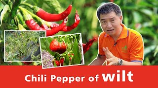 Chili Pepper of wilt  Pepper plant diseases [upl. by Lancelot]