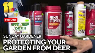 Sunday Gardener Protecting your garden from deer [upl. by Ovid]