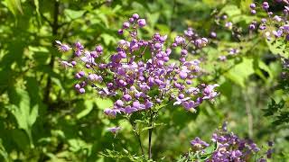 Thalictrum rochebrunianum [upl. by Selma]