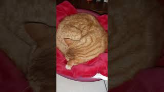 ROSSO PER NATALE🤔🤣😉 shorts short shortvideo animals cute love funny funnyvideo cat cats [upl. by Longerich]