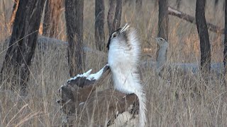 Australian Bustard  courtship with mating calls [upl. by Atirehc100]