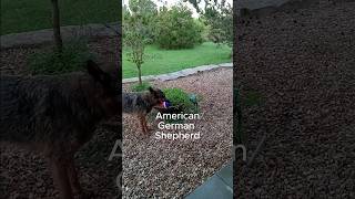 American German Shepherd Is BigHow To Entertain A germanshepherd doglover shorts [upl. by Wiles]