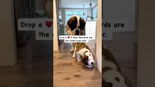 Cute Puppy Shorts dogsofyoutube dogsofinstagram cutedogvideos [upl. by Anaderol]