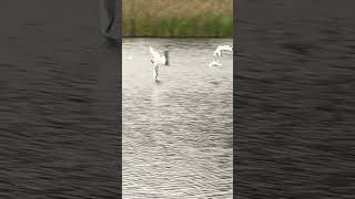 Black Headed Gulls Fighting For Food On Halloween birds avian nature [upl. by Yentroc]