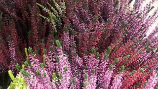 Calluna vulgaris [upl. by Viscardi]