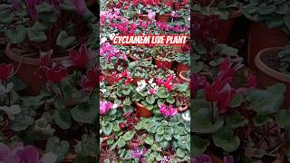 Beautiful flowering plant Cyclamen collection 8086049862 floweringplant [upl. by Elletnahs431]