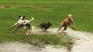 Epic Run Through Massive Puddle 🐕 💦 🌳 [upl. by Oisorbma]